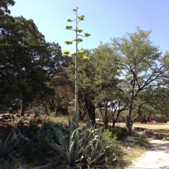 Century Tree